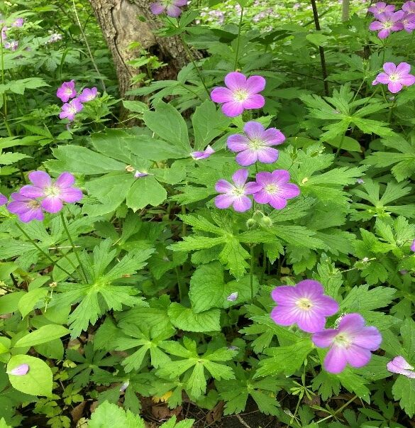 wild geraniums picture