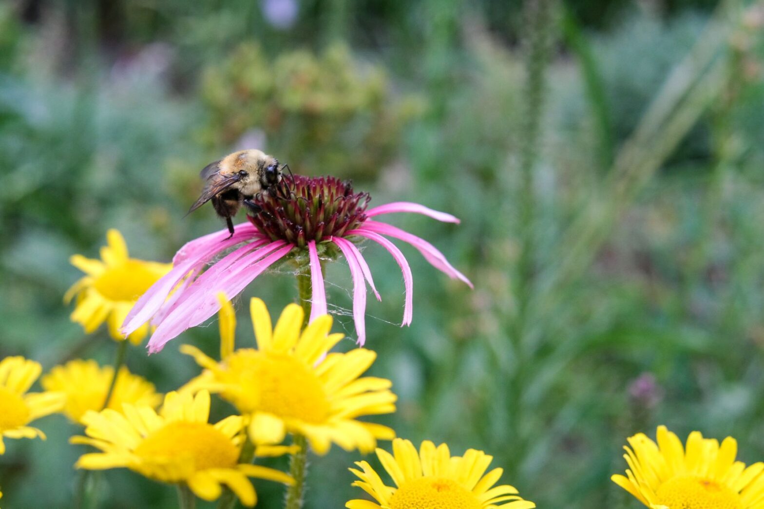 In Celebration of Pollinator Week: Sustainable Landscaping Choices