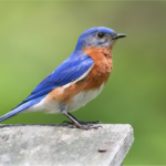 McDonald Farm Bluebird Report 2024