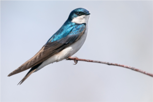 Tree swallow picture
