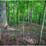 Conservation Land Trusts To Protect and Preserve