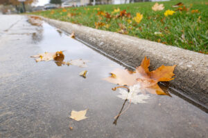 Leaves in water pooled along street