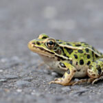 Roads and Conservation: How Conservation Helps the Frog Get to the Other Side