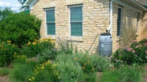 Lush native flower garden with rain barrel next to stone house