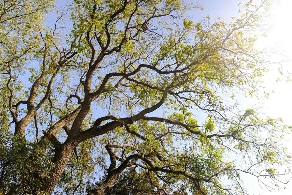 Black Walnut at Farm-1