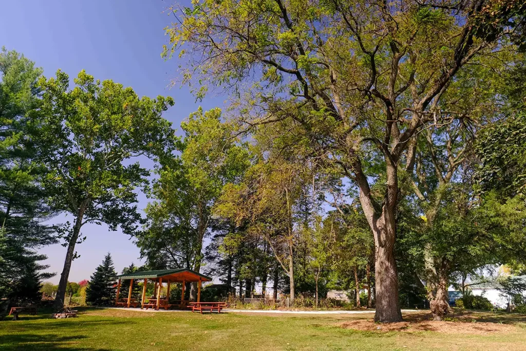 Black walnut tree at McDonald Farm