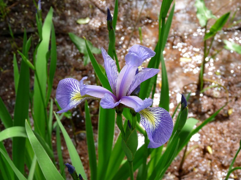 Blue flag iris flower