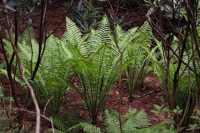 A few ostrich fern plants