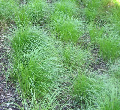 tufts of sedges