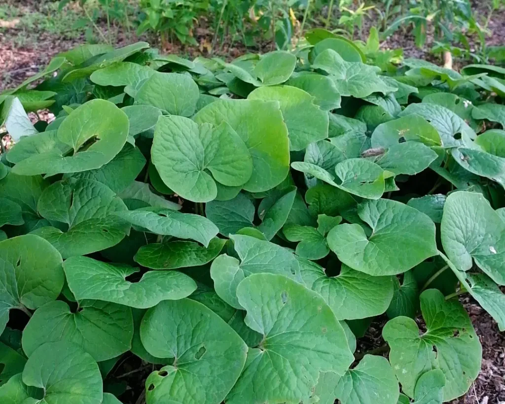 A group of wild ginger plants