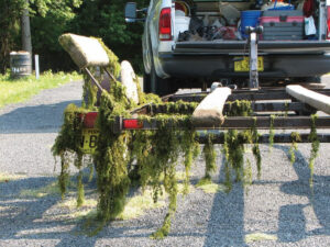 Hydrilla on boat