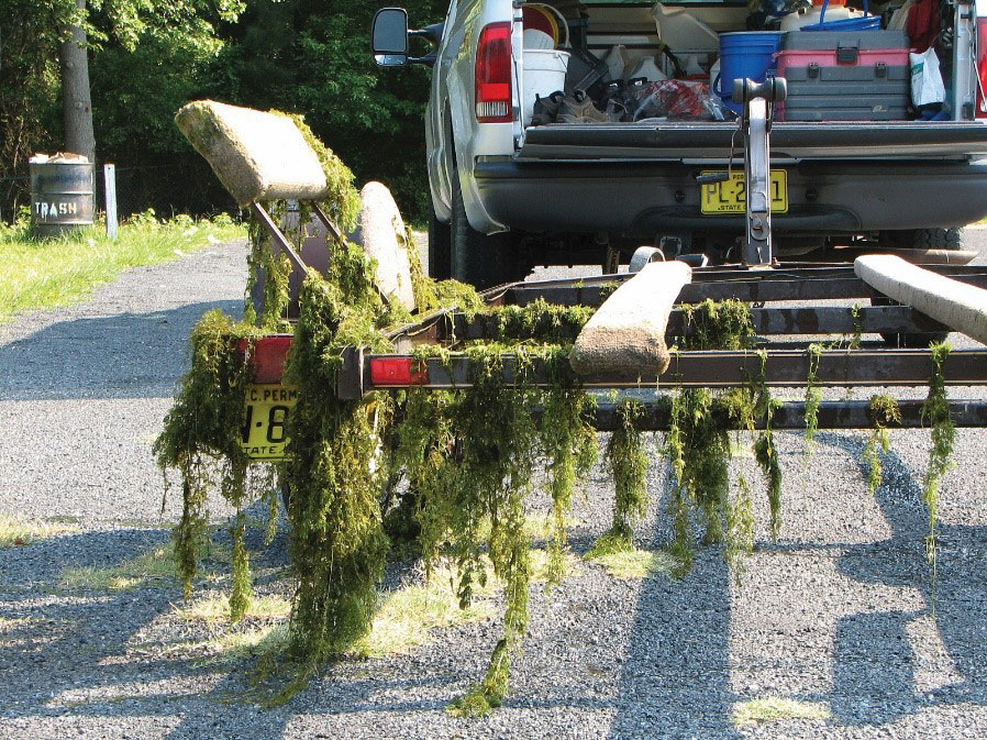 Hydrilla-on-boat