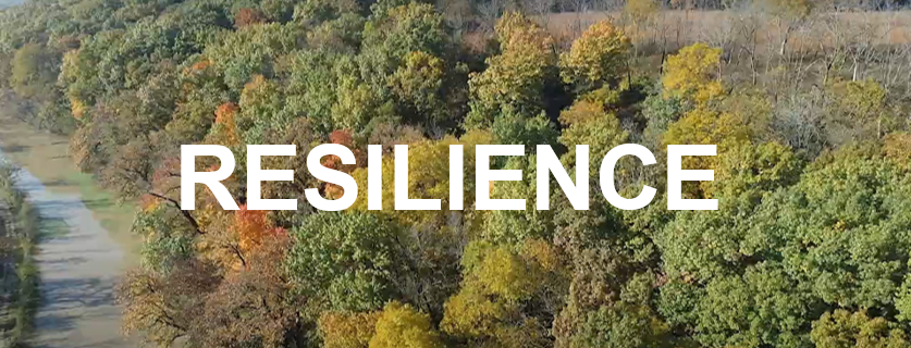Resilience-blog