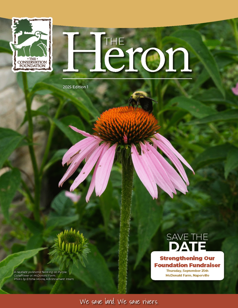 The Heron Magazine Summer 2025