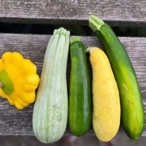 Summer squashes and Zucchini lined up next to each other