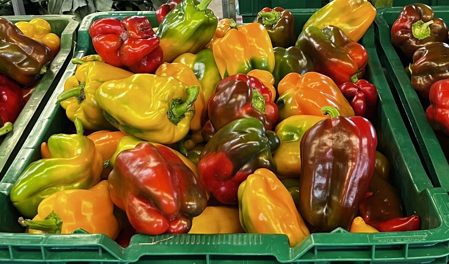 Bin of multicolored sweet peppers