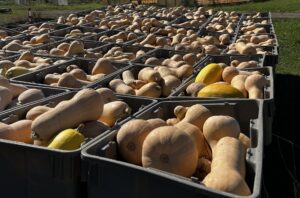 many bins full of butternut winter squash