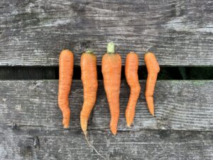 five carrots next to each other on a bench