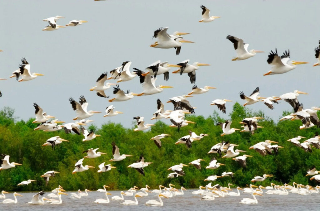 Dixon-Waterfowl-Refuge