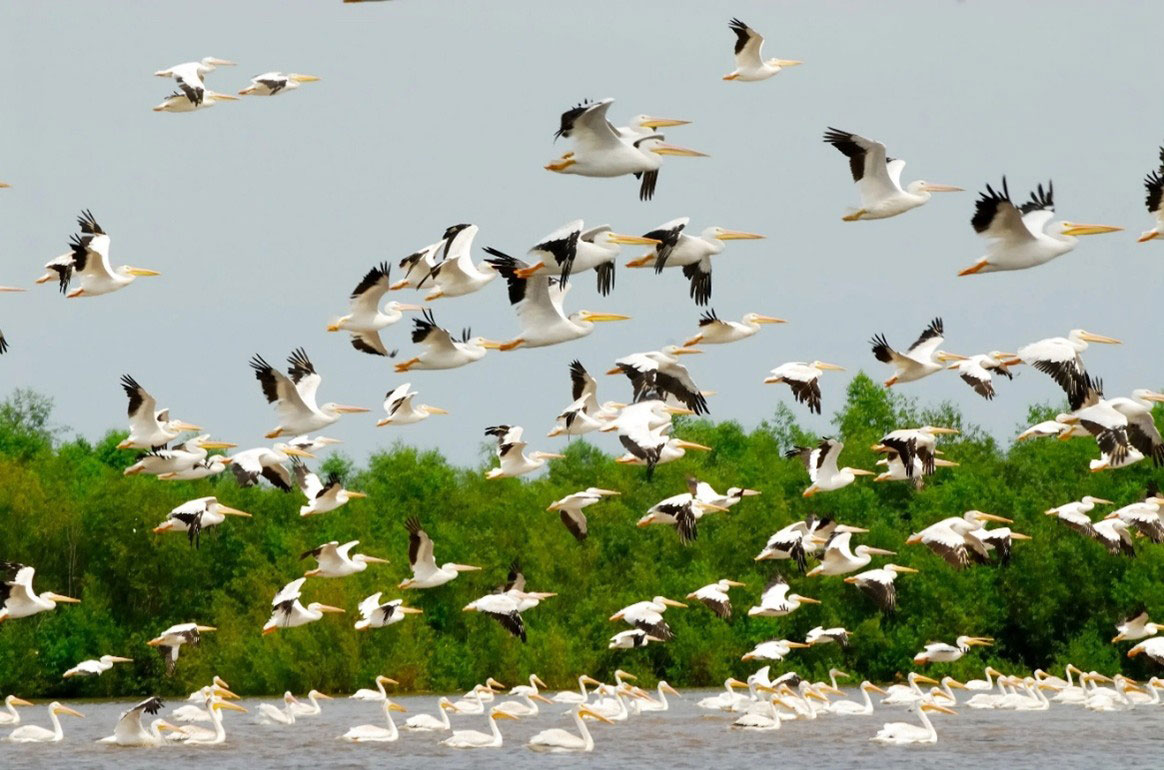 Dixon Waterfowl Refuge