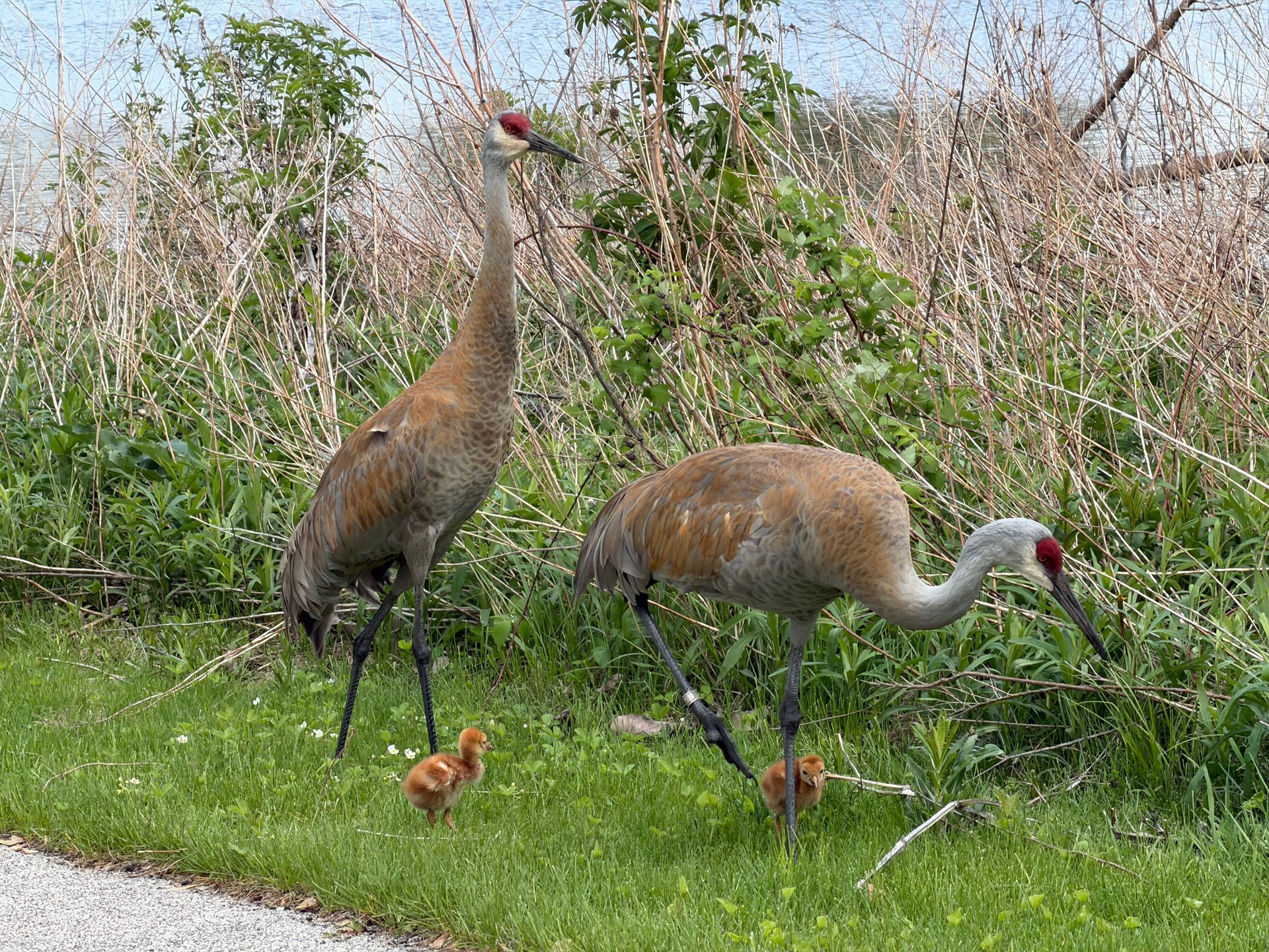 sandhill cranes