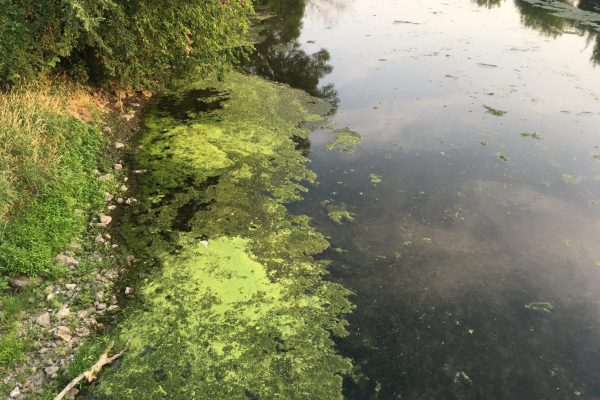 Algae-in-Plainfield-DuPage-River-scaled-q92o2wlpucbrjzs6r0tn4l40olxlflhoqh7wyzdr4w