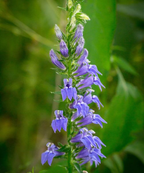 Great blue lobelia flowers