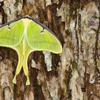 Luna moth