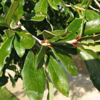 Quercus-virginiana-southern-live-oak