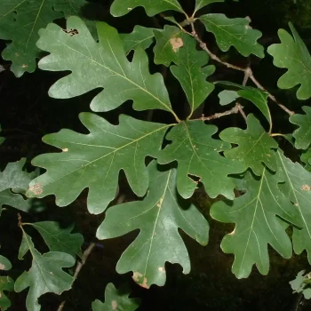 White oak leaves