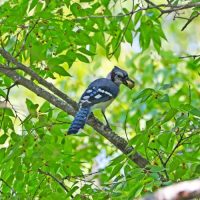 blue-jay