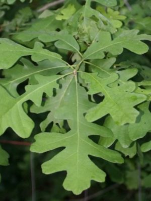 bur-oak-rounded-lobes