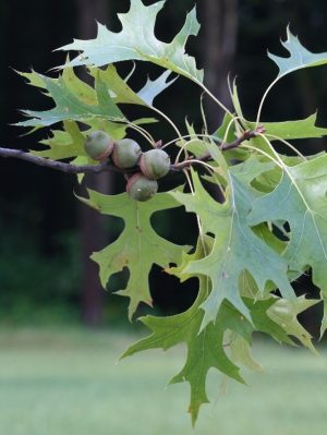 quercus-palustris-pointed-lobes